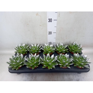 Echeveria  'Miranda'