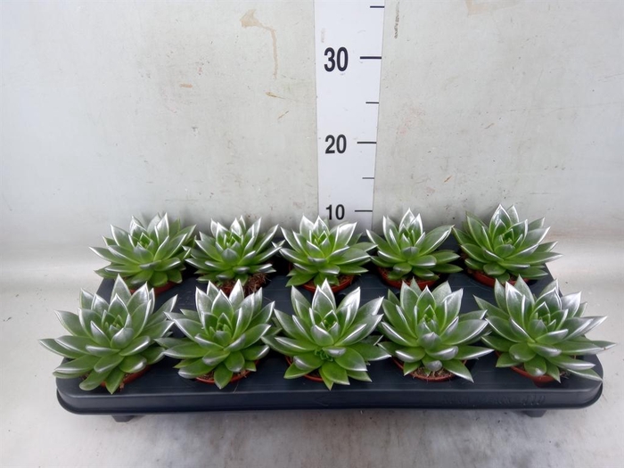 <h4>Echeveria  'Miranda'</h4>