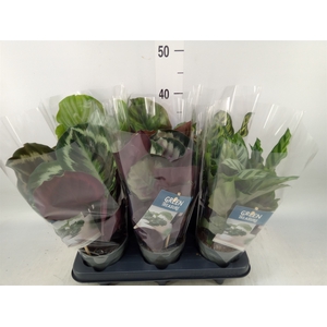 Calathea   ...mix