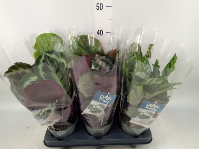 <h4>Calathea   ...mix</h4>