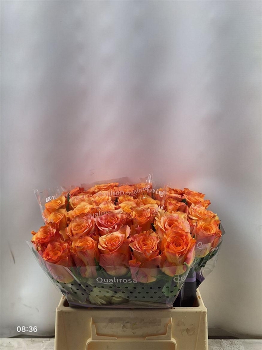 <h4>R Gr Maxima</h4>