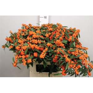 Euph F T Queen Orang