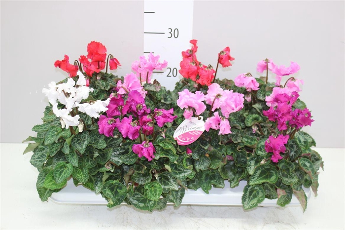 <h4>Cyclamen Merengue Gemengd</h4>