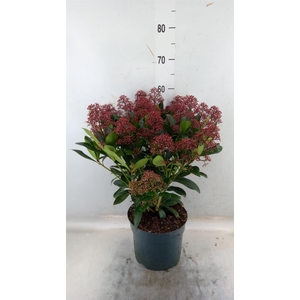 Skimmia jap. 'Rubella'