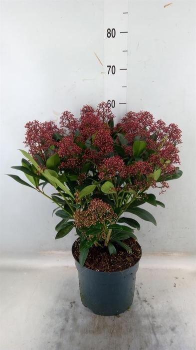 <h4>Skimmia jap. 'Rubella'</h4>