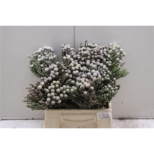 Kaaps Groen Silver Brunia