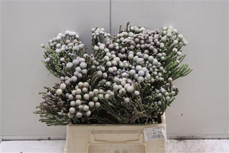 <h4>Kaaps Groen Silver Brunia</h4>