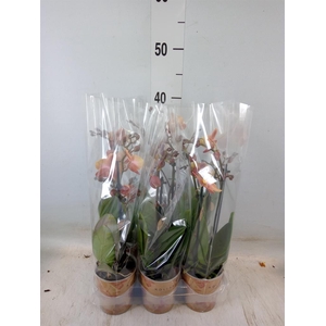 Phalaenopsis multi.   ...orange