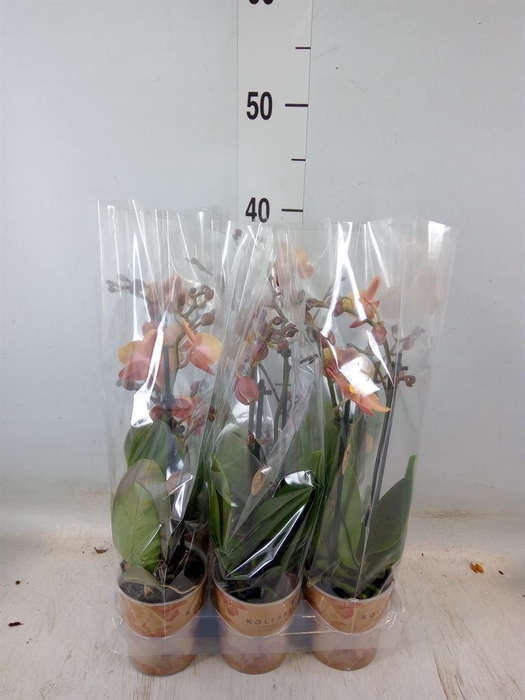 <h4>Phalaenopsis multi. ...orange</h4>