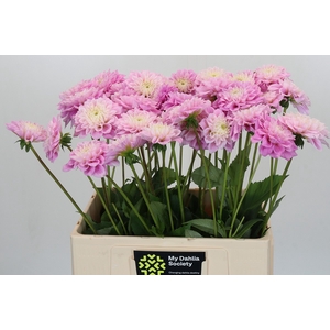 Dahlia Sweet Love