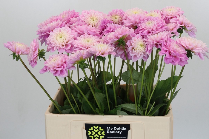 Dahlia Sweet Love