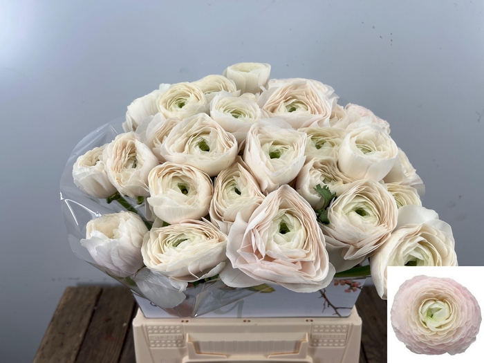 <h4>RAN SU HANOI</h4>