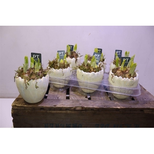 arr8 Arr N Tete A Tete In 1/2 Ei Keramiek