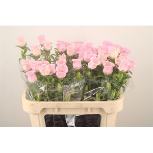 Campanula Med Pearl Pink