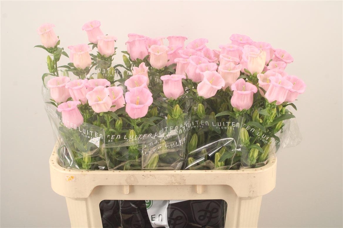 <h4>Campanula Med Pearl Pink</h4>