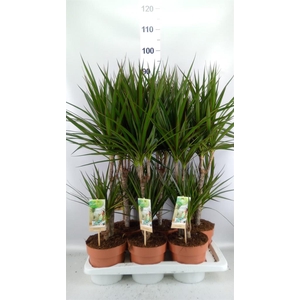 Dracaena marg.