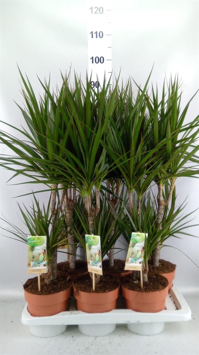 <h4>Dracaena marg.</h4>