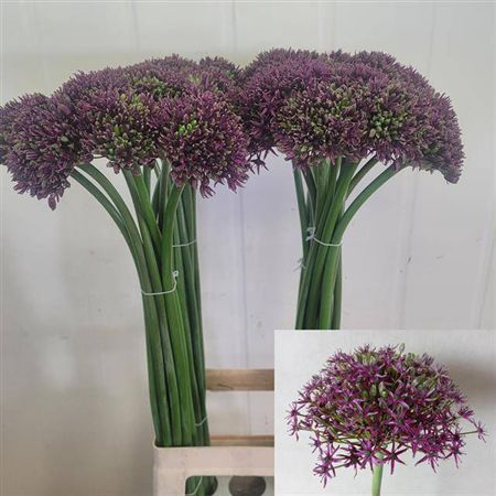 <h4>Allium Miami</h4>