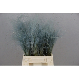 DF Stypha 40cm Bs Light Blue