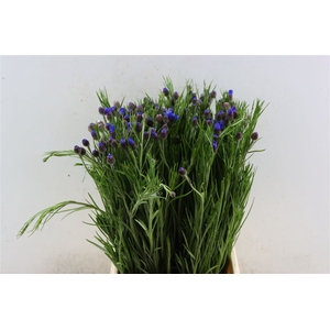 Centaurea Cyanus Blue Ex