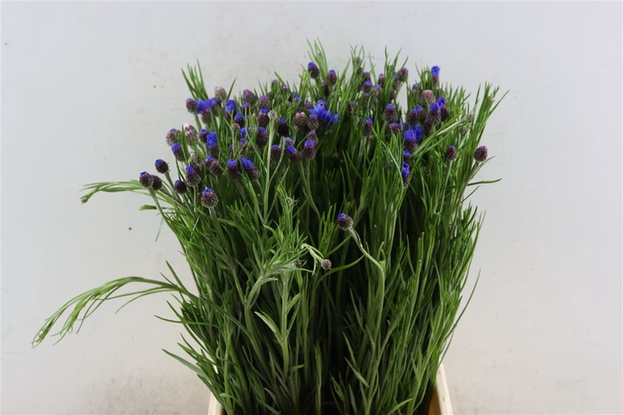 <h4>Centaurea Cyanus Blue Ex</h4>