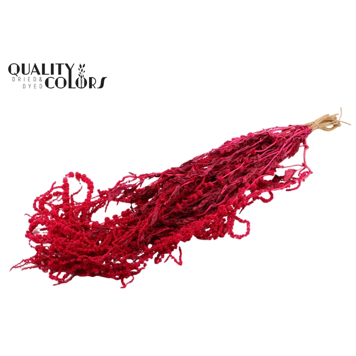<h4>Hang Amaranthus ±70cm p/bunch Cerise</h4>