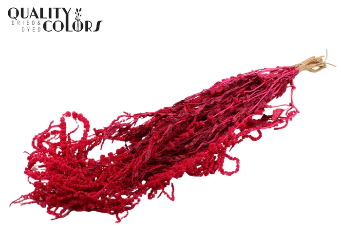<h4>Hang Amaranthus ±70cm p/bunch Cerise</h4>