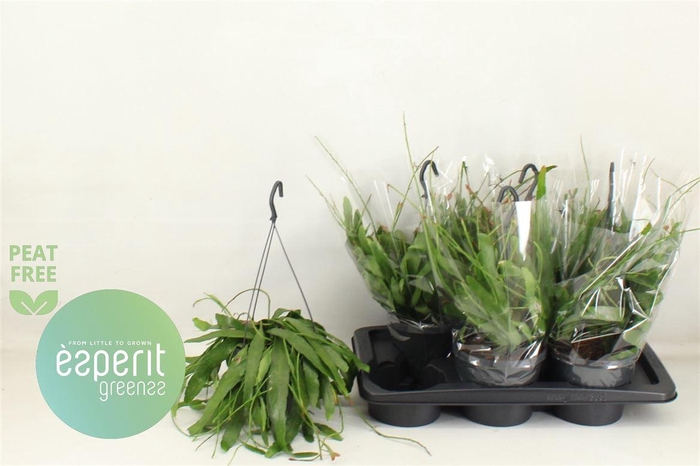 Pseudorhips Ramulosa