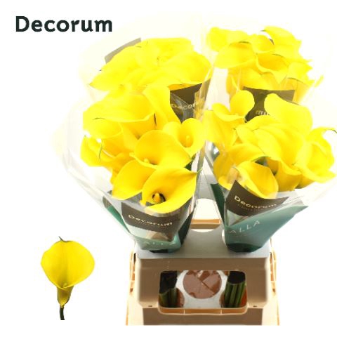 <h4>Calla Gold Medal</h4>