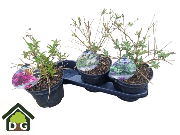 <h4>BUDD DAVIDII OV</h4>