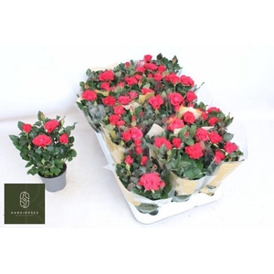 RO RED MERCE KORD GR