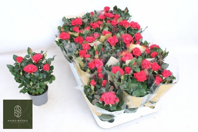 <h4>RO RED MERCE KORD GR</h4>