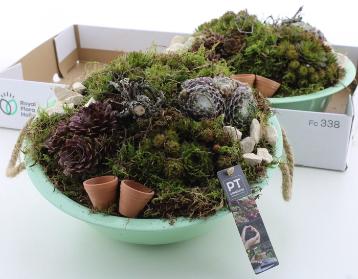 <h4>ARR SEMPERVIVUM</h4>