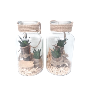 814BMS Fles / Terrarium 14/26 Haworthia in schors
