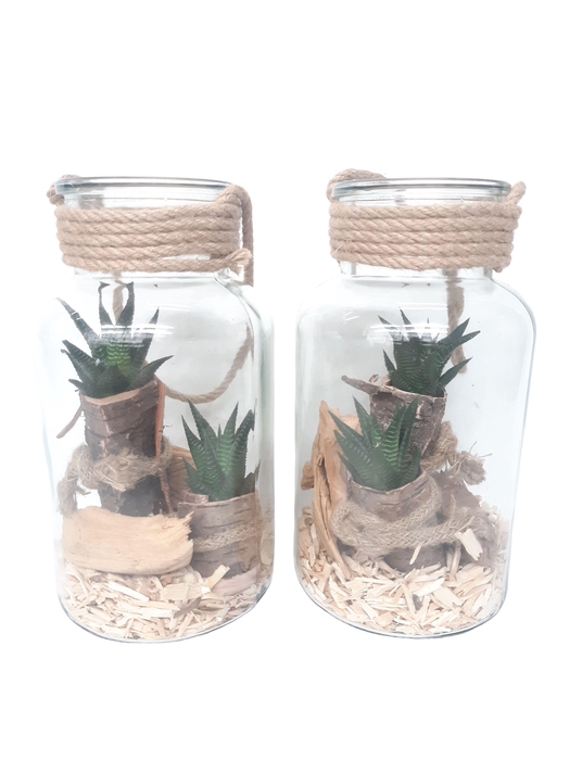<h4>814BMS Fles / Terrarium 14/26 Haworthia in schors</h4>