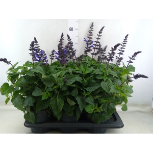 Salvia  'Salgoon Lake Blueberry'