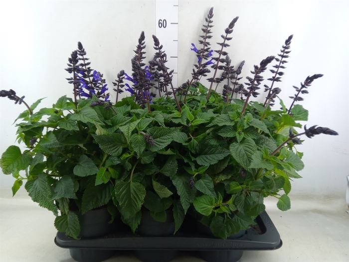 <h4>Salvia  'Salgoon Lake Blueberry'</h4>