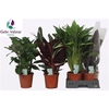 Calathea Gemengd