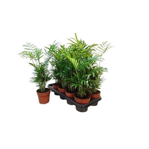 Chamaedorea elegans