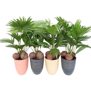 Livistona 830 mix met kadulnoten