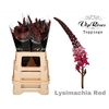 LYSIMACHIA RED x50