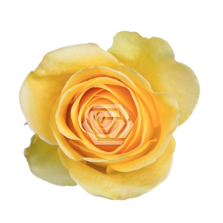 <h4>R GR GOLD FINCH Tessa</h4>