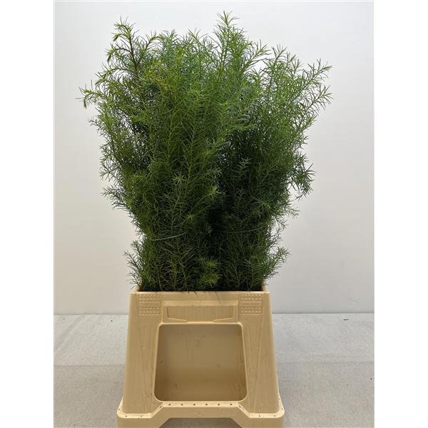 <h4>CRYPTOM J ELEGANS PB</h4>