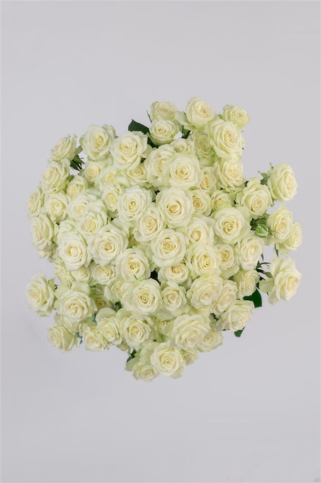 <h4>R GR Tr Lyrica</h4>