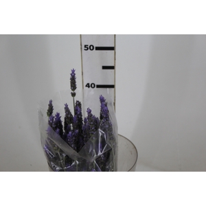 LAVANDULA CORTE 030 CM