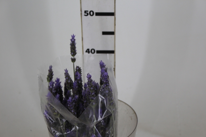 <h4>LAVANDULA CORTE 030 CM</h4>