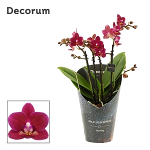 Phalaenopsis dazzling Chamonix 3-4 tak (Decorum)