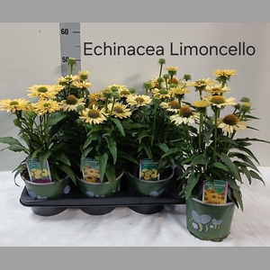 ECHINA SOM LEMON YEL