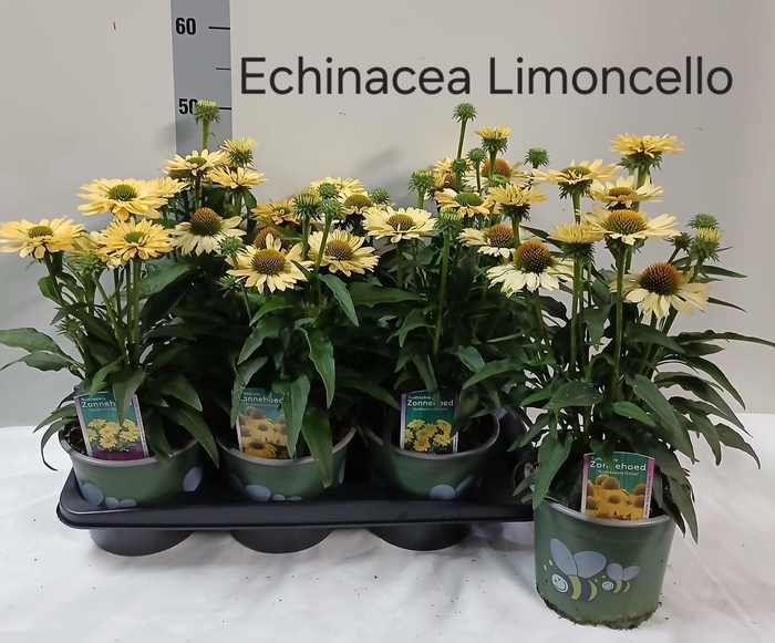 <h4>ECHINA SOM LEMON YEL</h4>