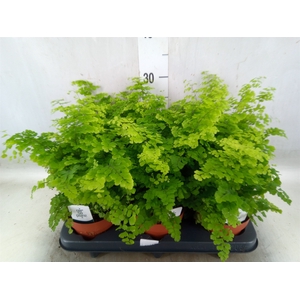 Adiantum raddi. 'Fritz-Luthi'